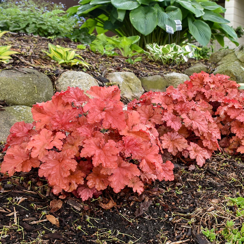 Primo® 'Peachberry Ice' Coral Bells - Image 3