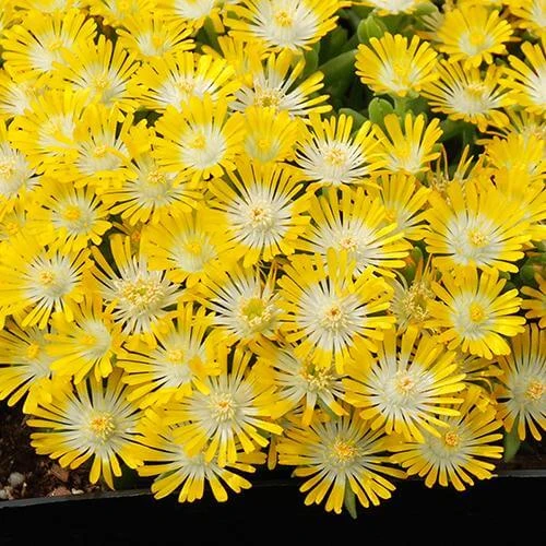 Hot Cakes® 'Banana Blast' Ice Plant