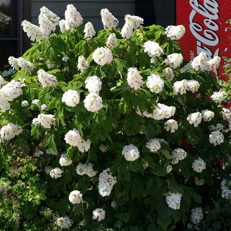 Gatsby Pink® Oakleaf Hydrangea - Image 3