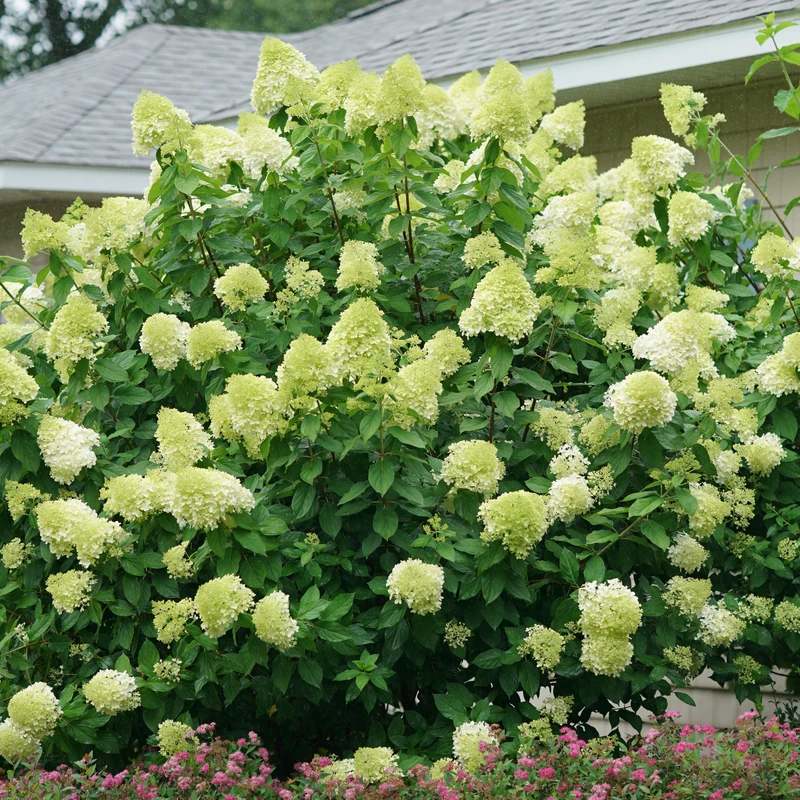'Limelight' Panicle Hydrangea - Image 2