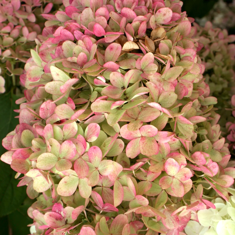 'Limelight' Panicle Hydrangea - Image 4