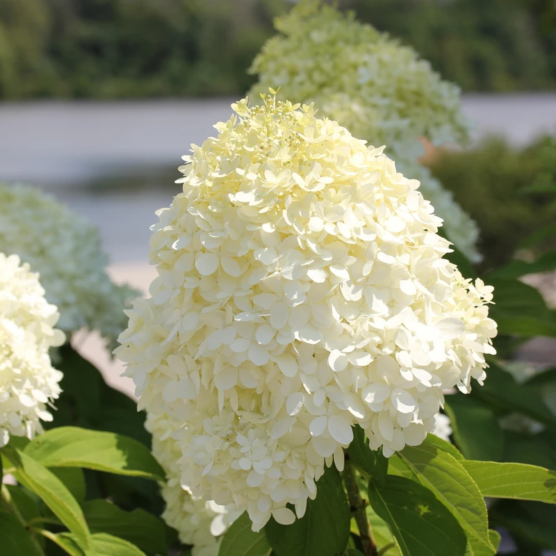 'Limelight' Panicle Hydrangea - Image 3