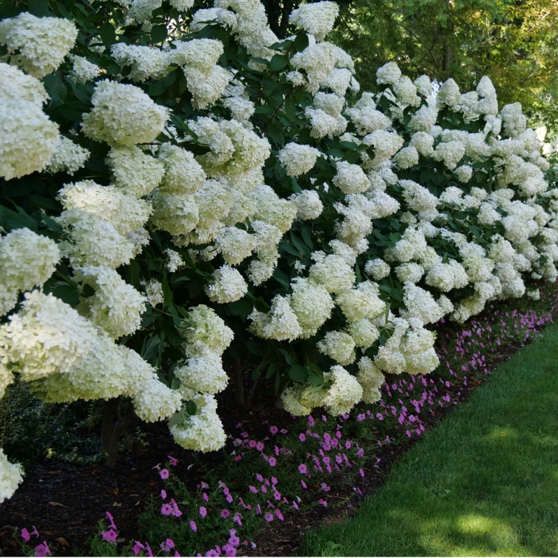 'Limelight' Panicle Hydrangea - Image 5