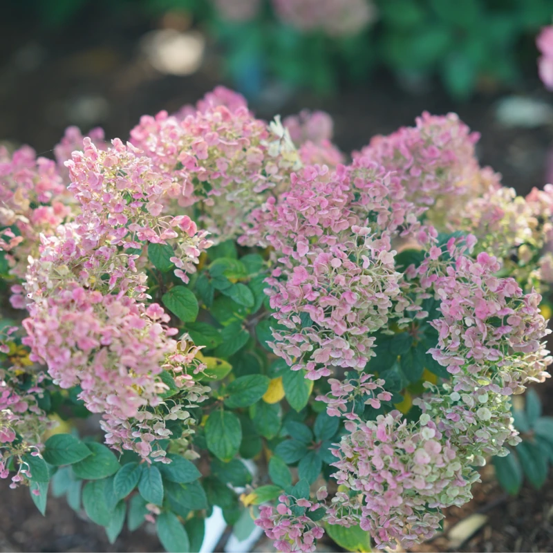 Tiny Quick Fire™ Panicle Hydrangea - Image 3