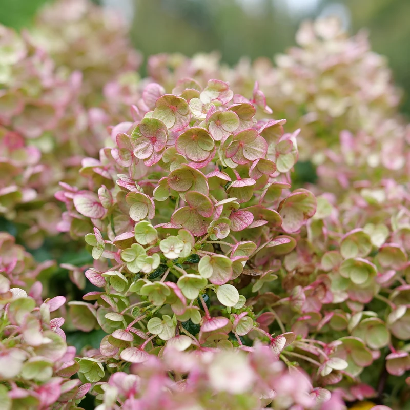 Tiny Quick Fire™ Panicle Hydrangea - Image 2