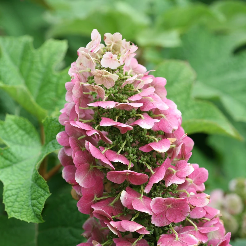 'Ruby Slippers' Oakleaf Hydrangea - Image 2