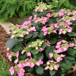 Tuff Stuff Top Fun™ Mountain Hydrangea