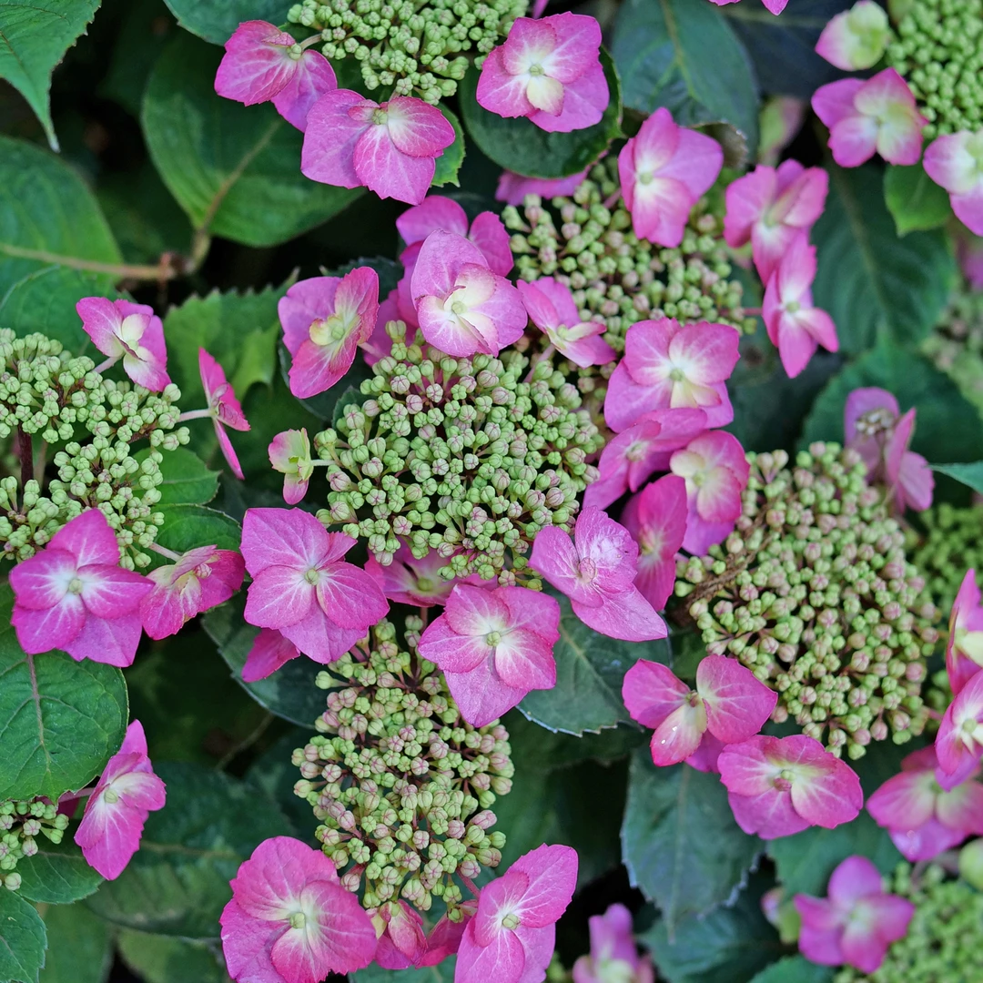 Tuff Stuff Top Fun™ Mountain Hydrangea - Image 2