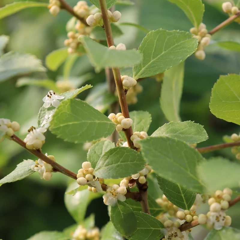 Mr. Poppins® Winterberry Holly - Image 2