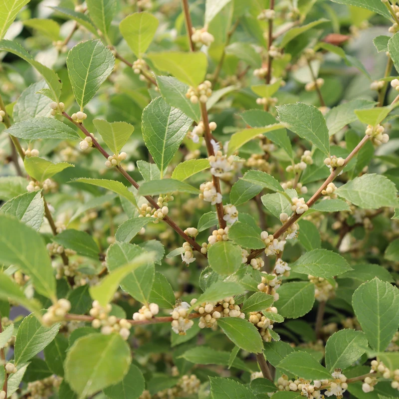 Mr. Poppins® Winterberry Holly - Image 4