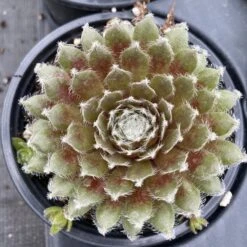 'Jade Rose' Hens & Chicks