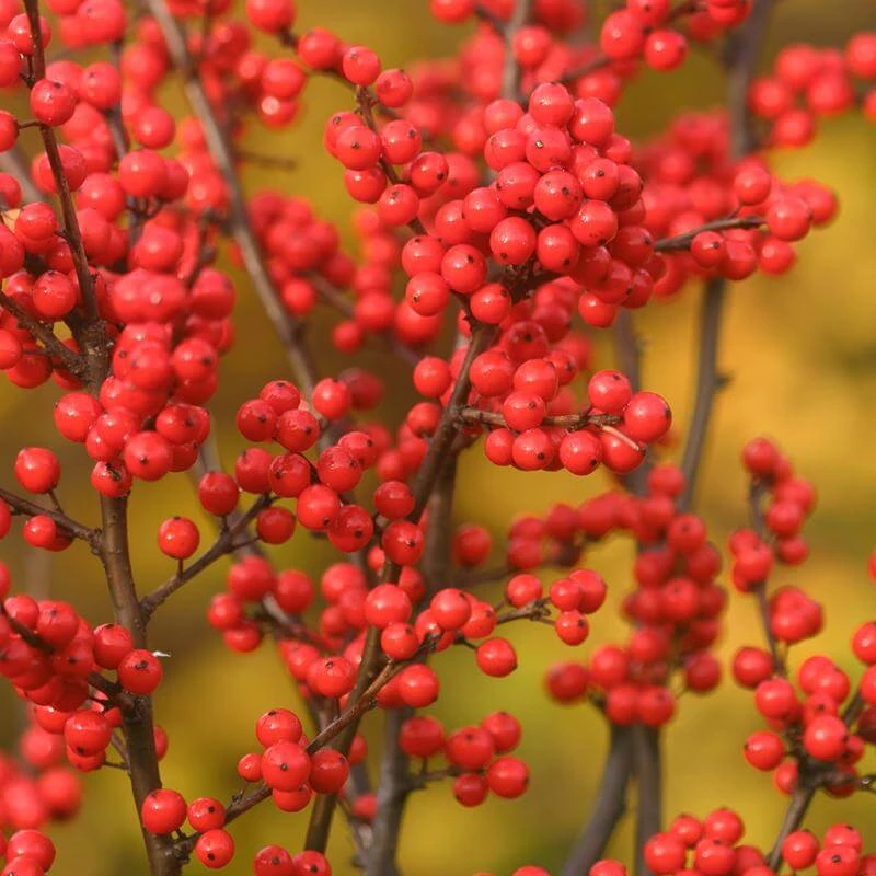 Berry Heavy® Winterberry Holly - Image 4