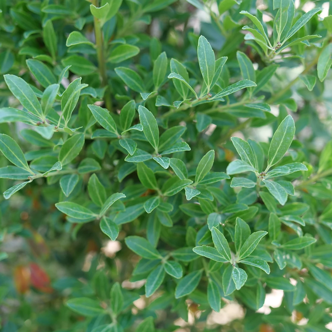 Squeeze Box™ Inkberry Holly - Image 2