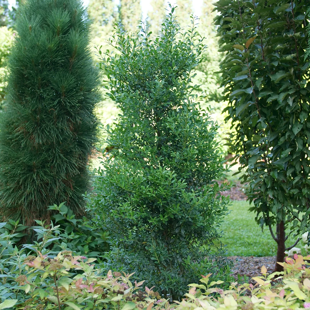 Squeeze Box™ Inkberry Holly