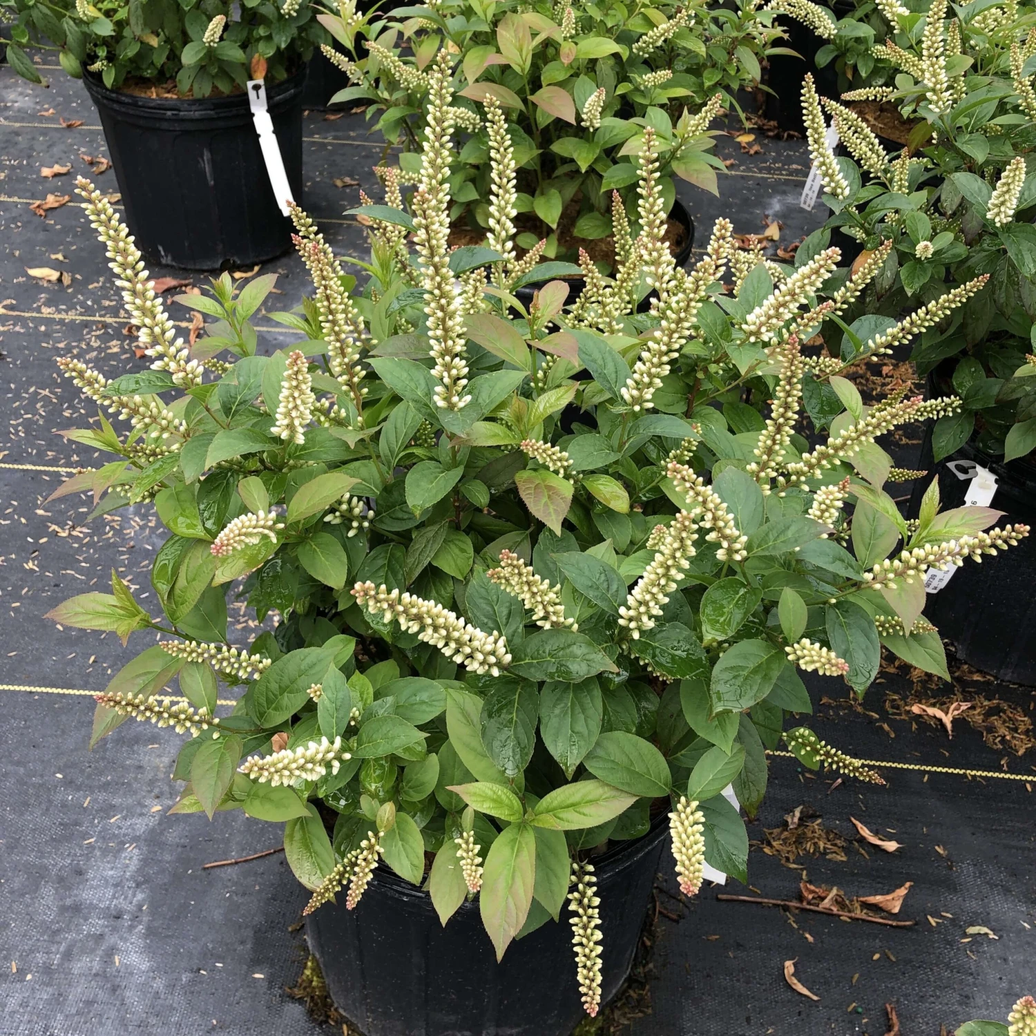 Fizzy Mizzy™ Sweetspire - Image 2