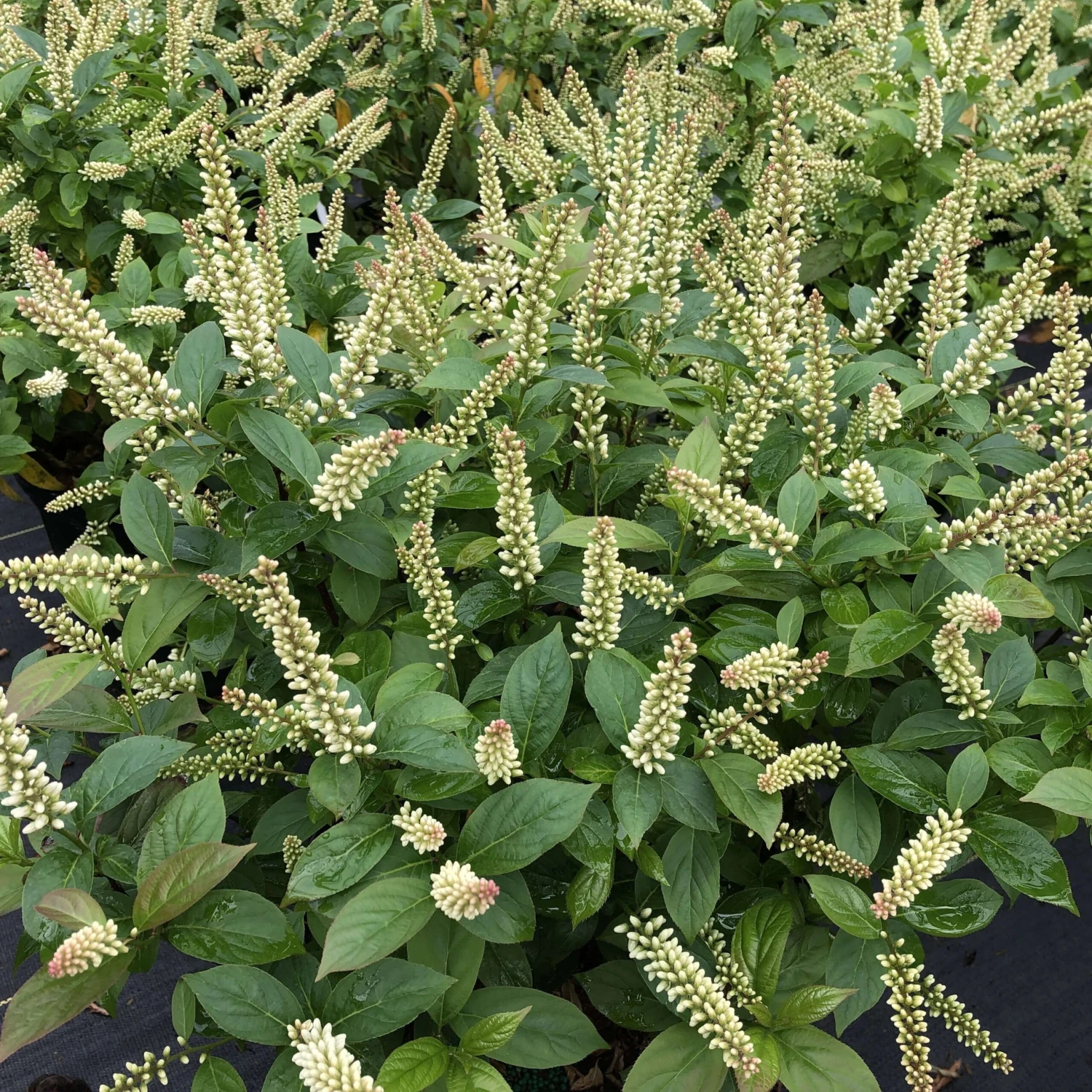 Fizzy Mizzy™ Sweetspire