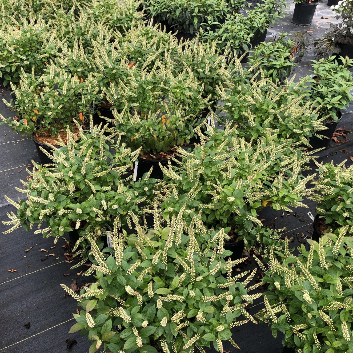 Fizzy Mizzy™ Sweetspire - Image 3