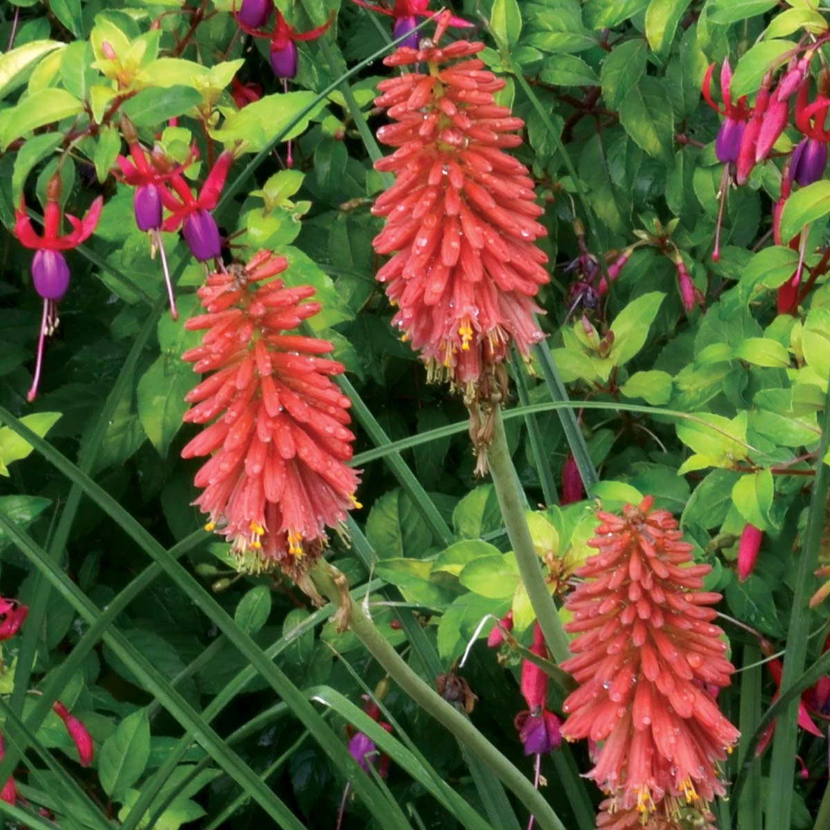 'Redhot Popsicle' Red Hot Poker - Image 6