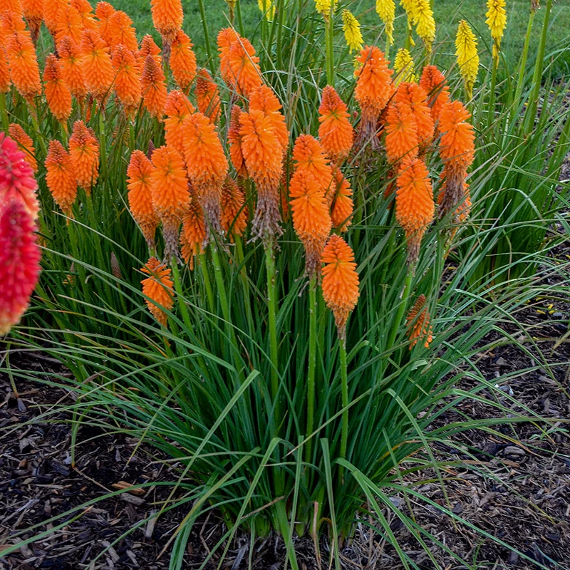 Pyromania™ 'Orange Blaze' Red Hot Poker - Image 3