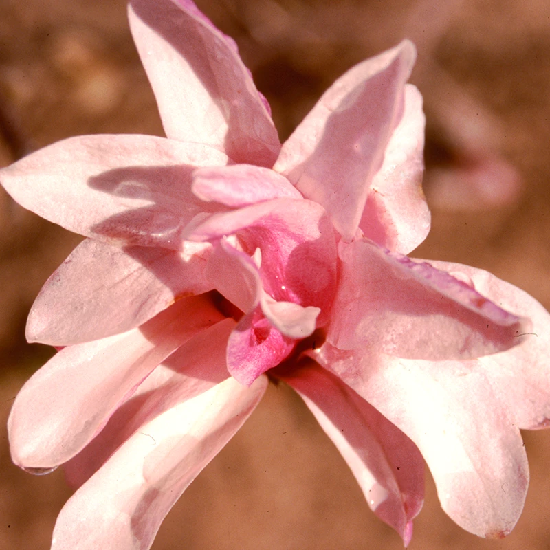 'Leonard Messel' Magnolia - Image 3
