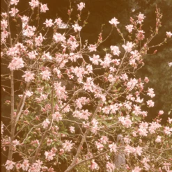 'Leonard Messel' Magnolia