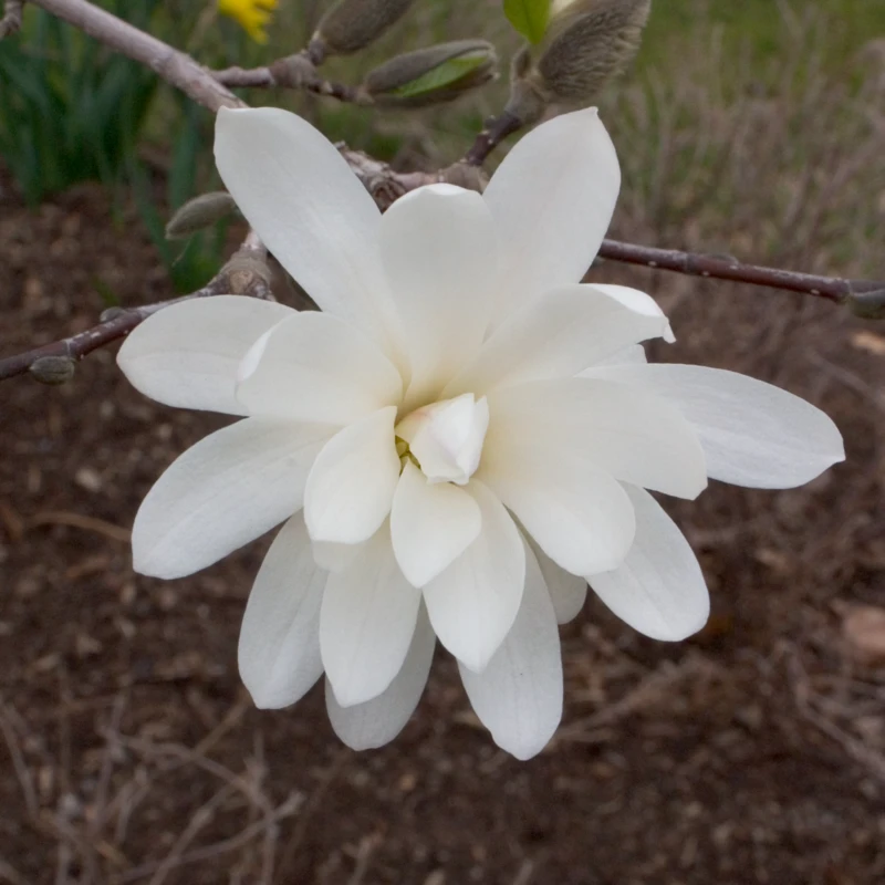 'Royal Star' Magnolia - Image 2