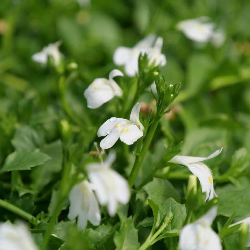 White Mazus - Image 2