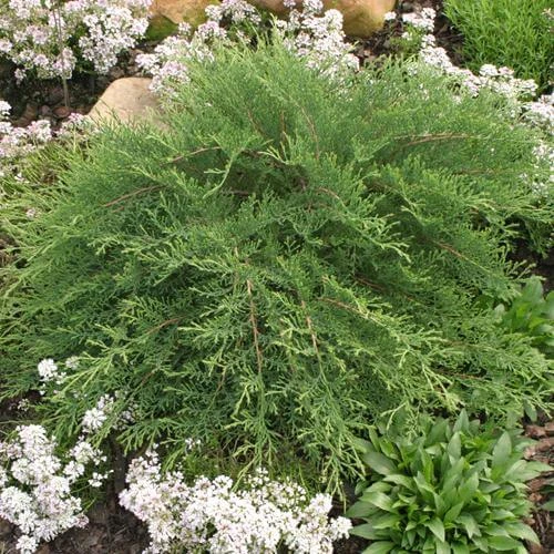Celtic Pride® Siberian Cypress - Image 2