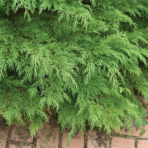 Celtic Pride® Siberian Cypress