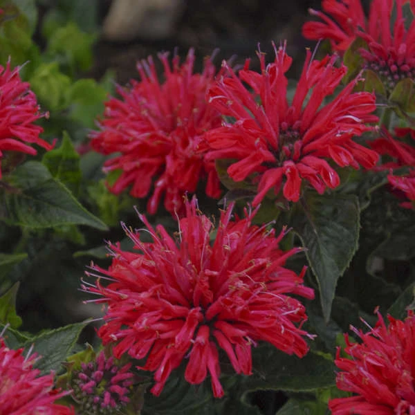 'Pardon My Cerise' Bee Balm - Image 2
