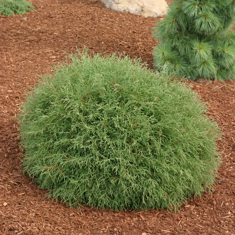 Mr. Bowling Ball® Arborvitae
