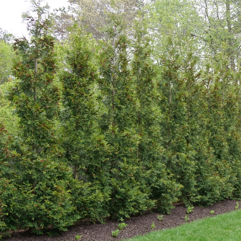 Full Speed A Hedge® 'American Pillar' Arborvitae - Image 2