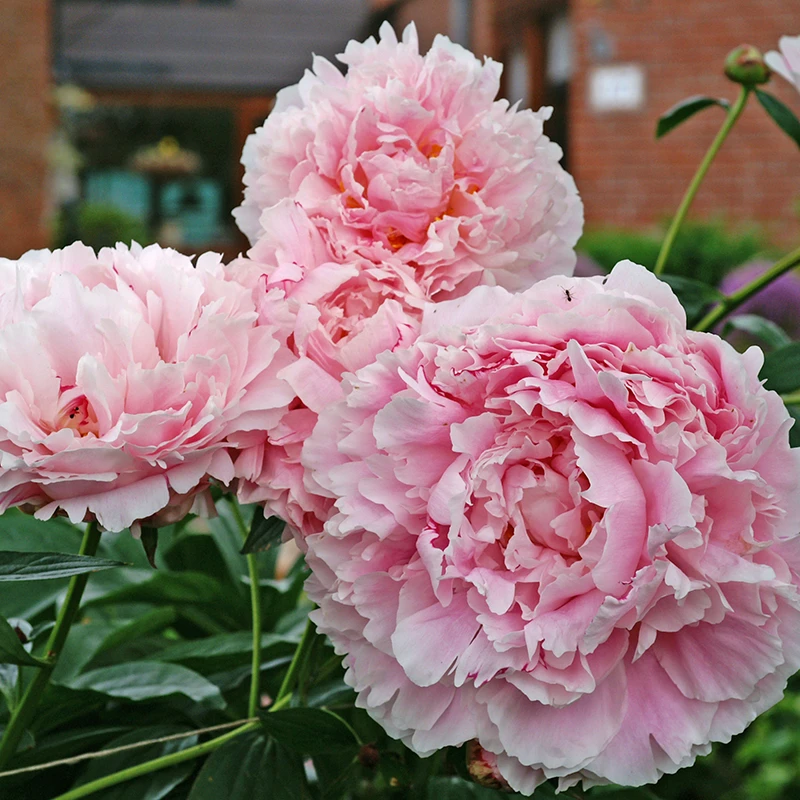 'Sarah Bernhardt' Peony - Image 4