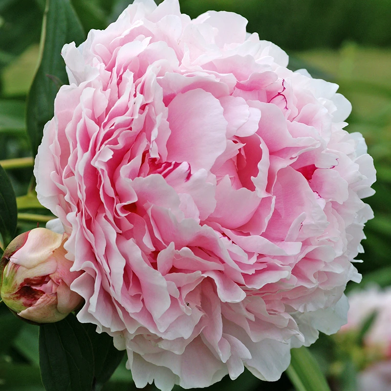 'Sarah Bernhardt' Peony - Image 2