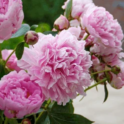 'Sarah Bernhardt' Peony