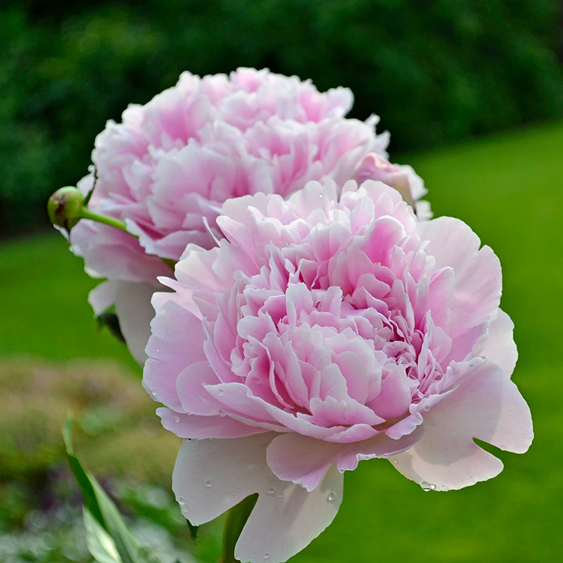 'Sarah Bernhardt' Peony - Image 3