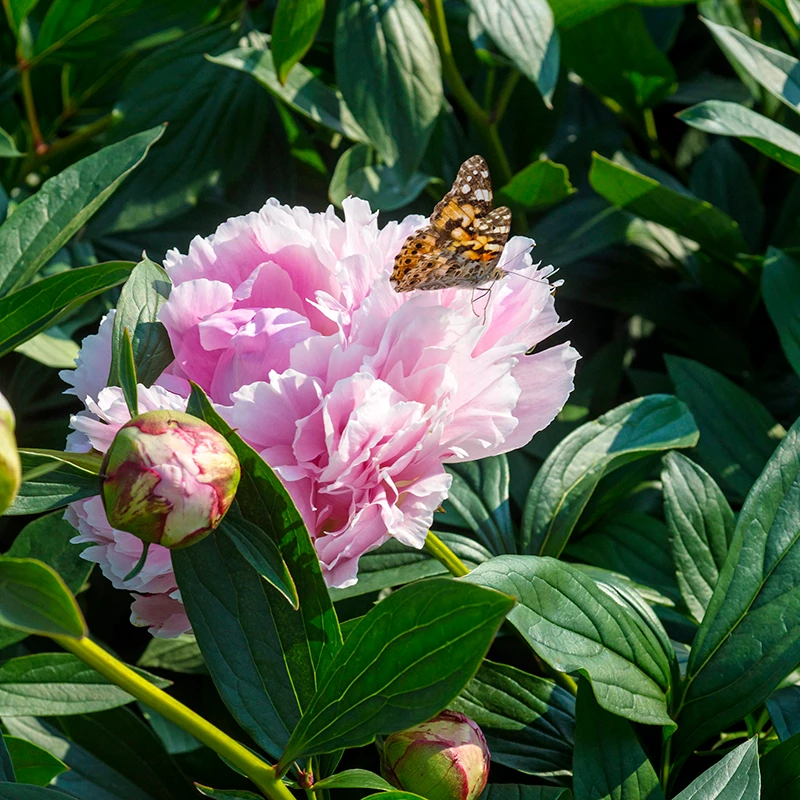 'Sarah Bernhardt' Peony - Image 5