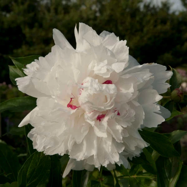 'Festiva Maxima' Peony - Image 7