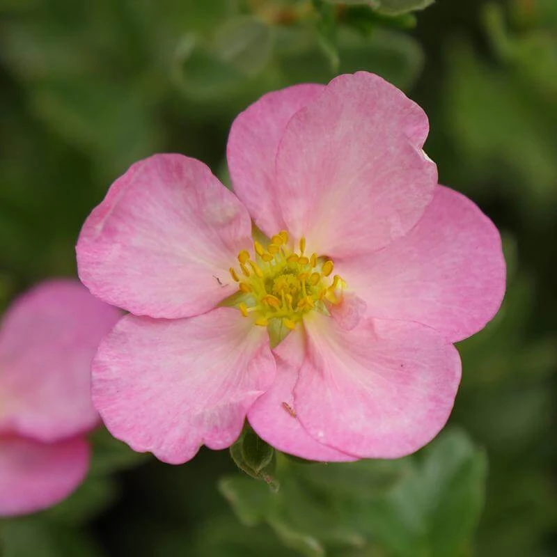 Happy Face Hearts® Potentilla - Image 2