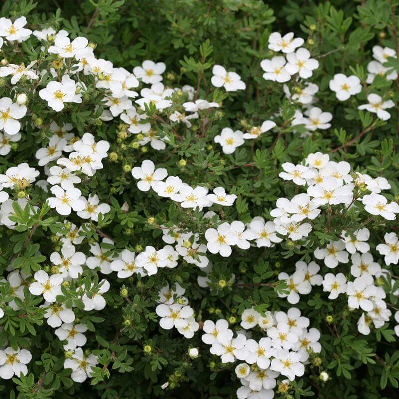 Happy Face® White Potentilla - Image 2