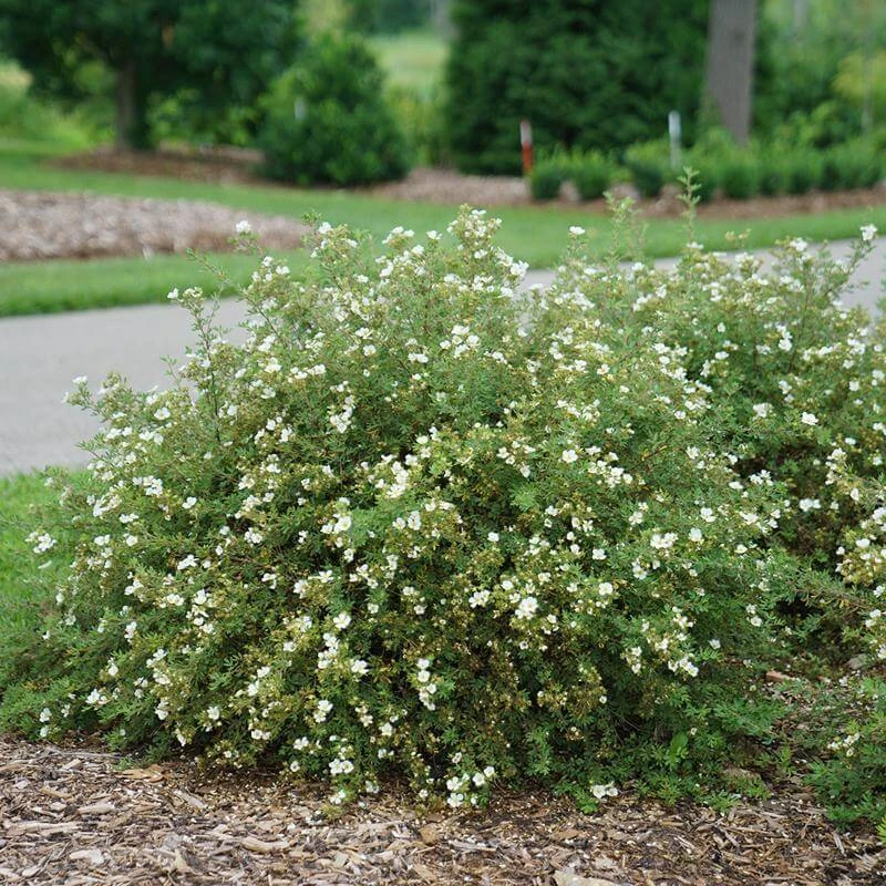 Happy Face® White Potentilla - Image 3