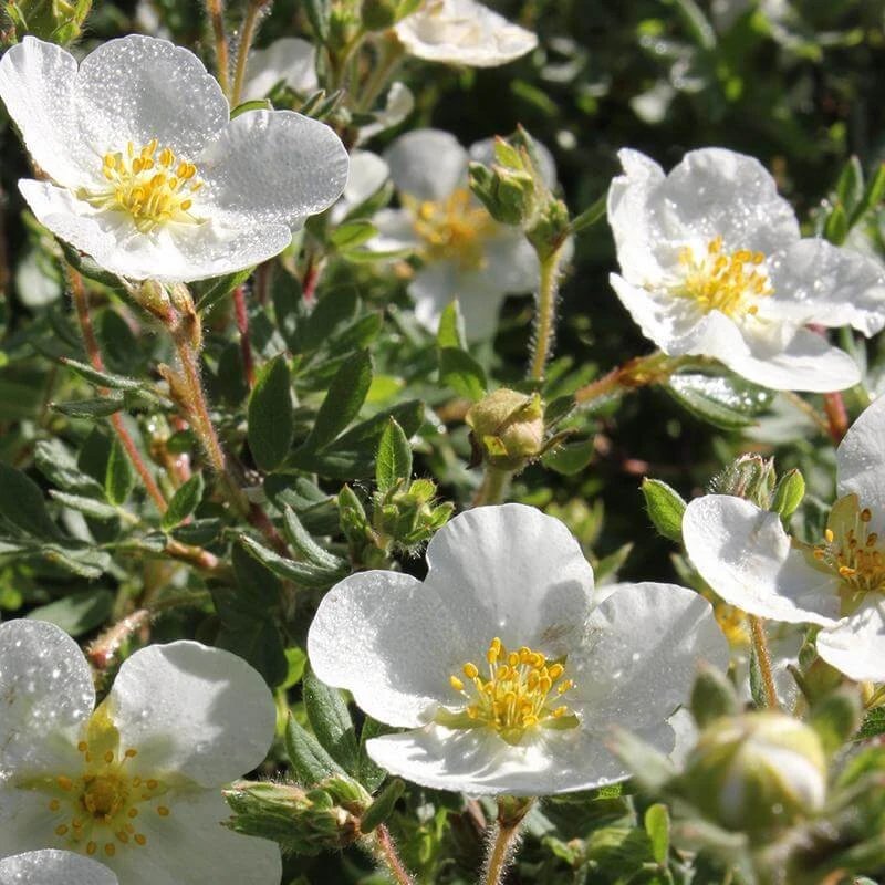 Happy Face® White Potentilla - Image 4