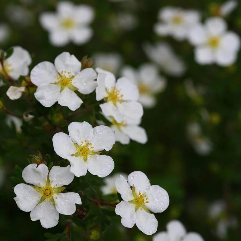 Happy Face® White Potentilla - Image 5
