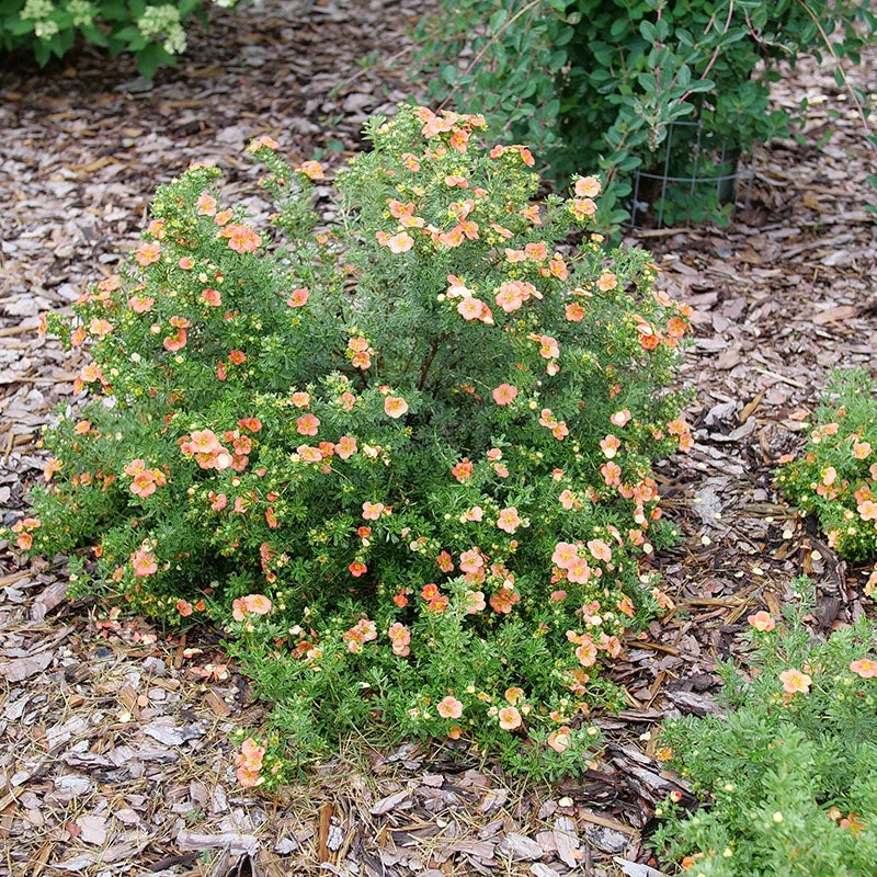 Happy Face® Orange Potentilla - Image 4