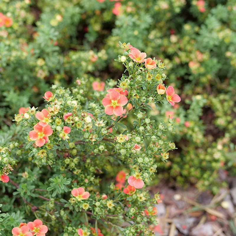 Happy Face® Orange Potentilla - Image 3