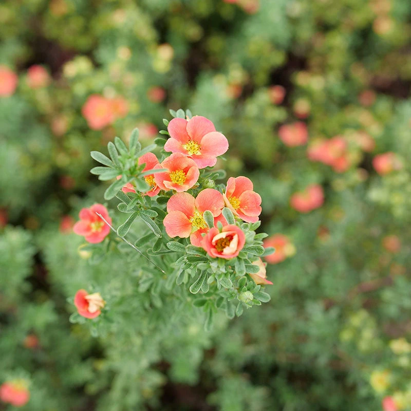 Happy Face® Orange Potentilla - Image 2