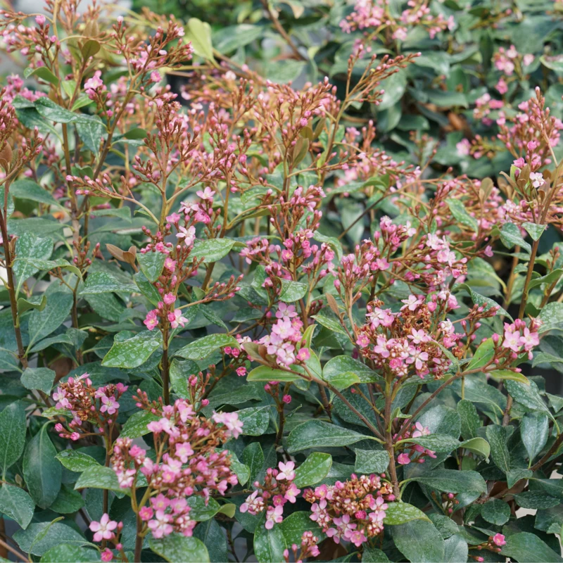 La Vida Grande™ Indian Hawthorn - Image 2