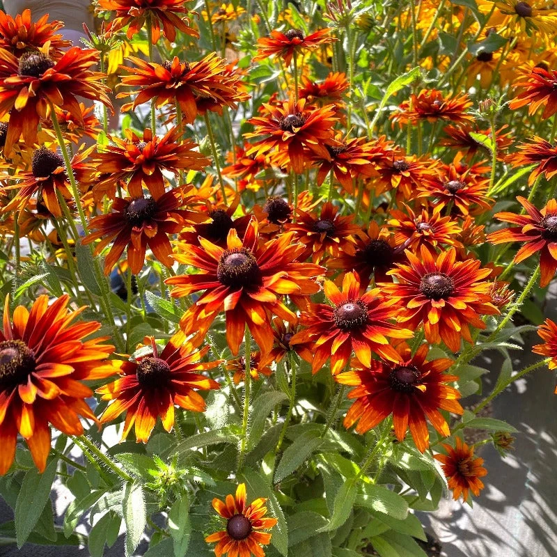 'Summer Sienna' Sweet Coneflower (Rudbeckia)