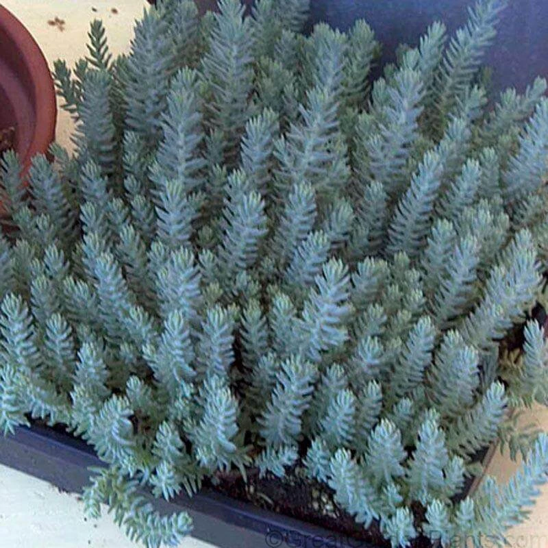 'Blue Spruce' Stonecrop - Image 2