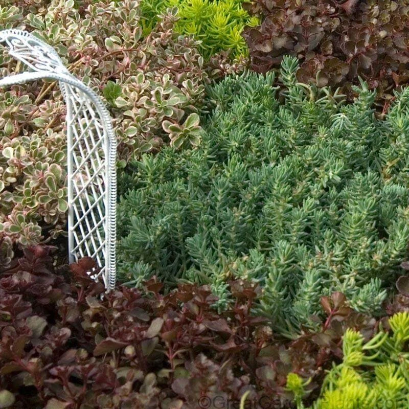 'Blue Spruce' Stonecrop - Image 3